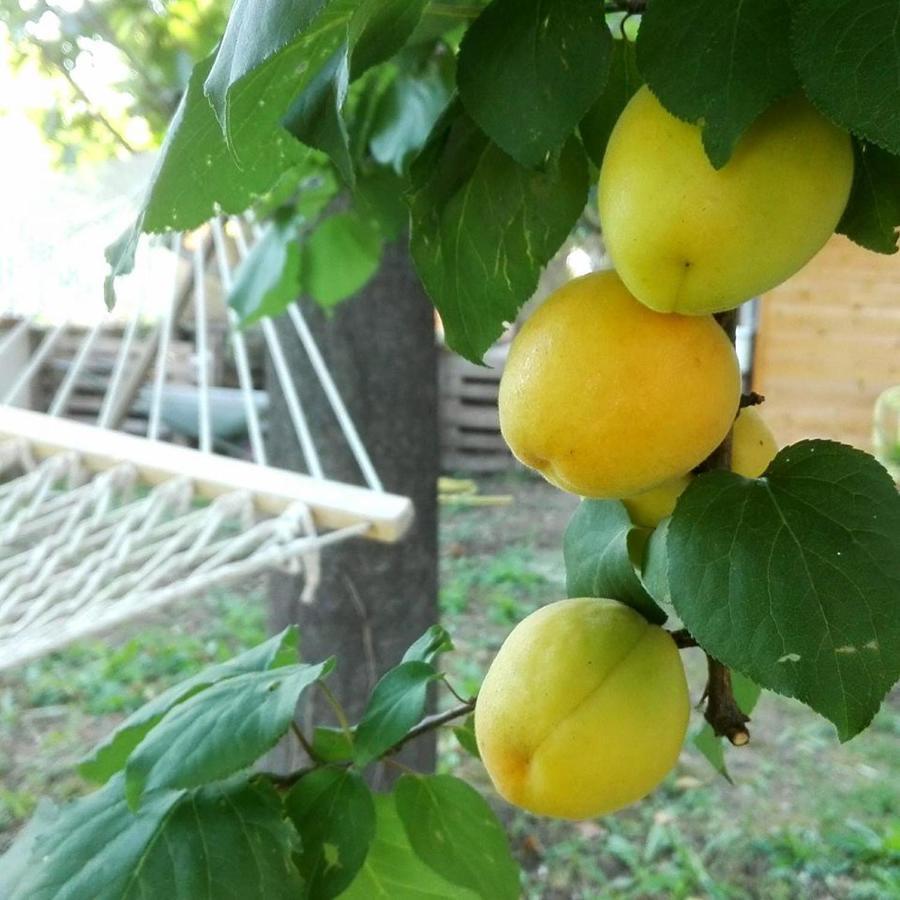 Affittacamere Ripe's Forest Garden Roma